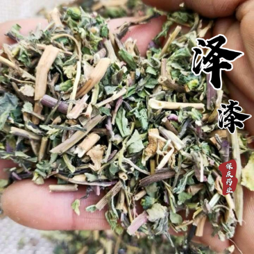 泽漆干货猫眼草实拍