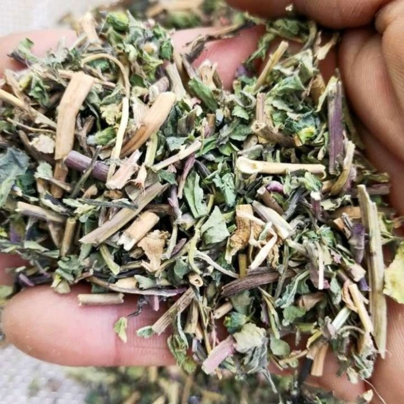 泽漆干货猫眼草实拍