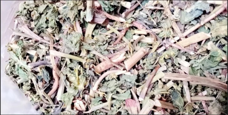 泽漆干货猫眼草实拍