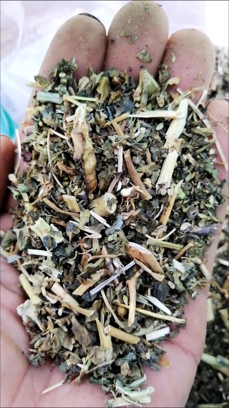 泽漆干货猫眼草实拍