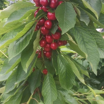 新鲜甜美樱桃，来自阳光充足的果园，口感鲜美，果实饱满，