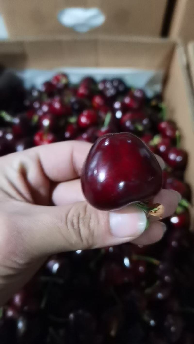【美早樱桃苗】甘肃天水樱桃苗品种齐全欢迎咨询