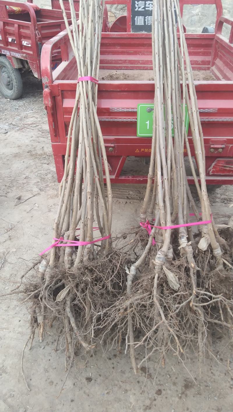 【美早樱桃苗】甘肃天水樱桃苗品种齐全欢迎咨询