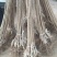 【美早樱桃苗】甘肃天水樱桃苗品种齐全欢迎咨询