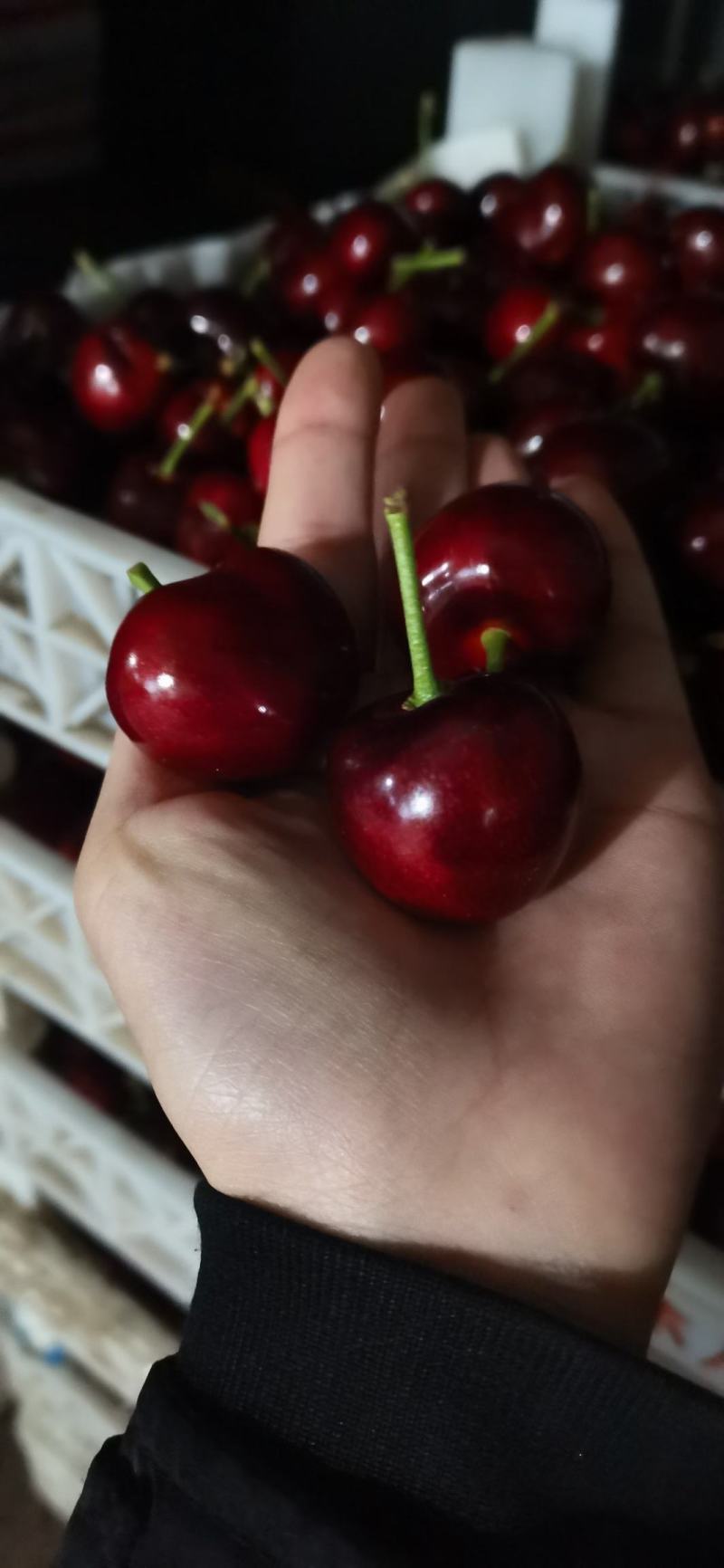【美早樱桃苗】甘肃天水樱桃苗品种齐全欢迎咨询
