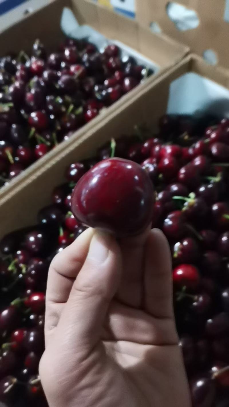 【美早樱桃苗】甘肃天水樱桃苗品种齐全欢迎咨询
