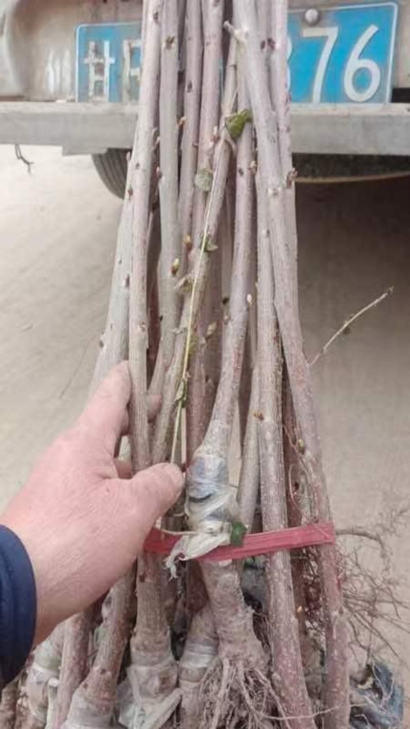 【美早樱桃苗】甘肃天水樱桃苗品种齐全欢迎咨询