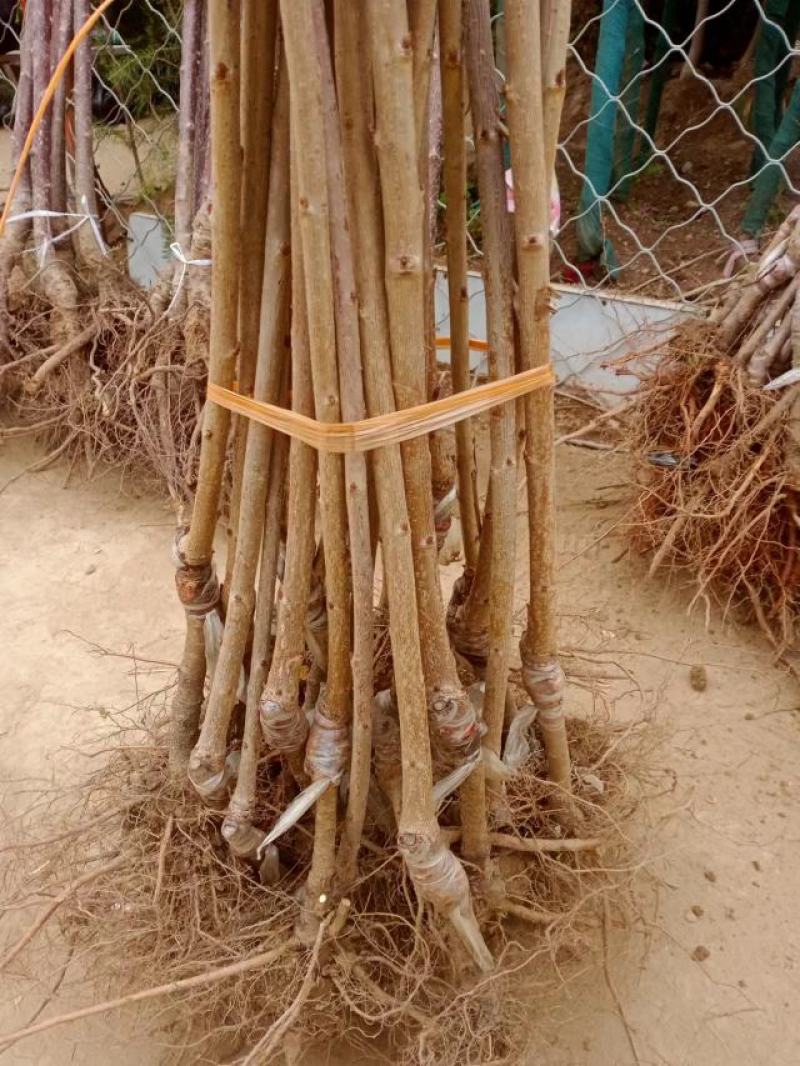 【美早樱桃苗】甘肃天水樱桃苗品种齐全欢迎咨询
