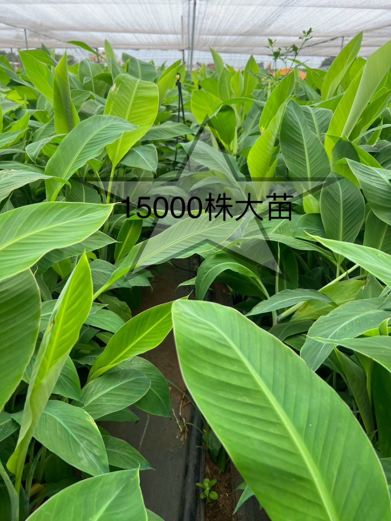 征地拆迁专用苗