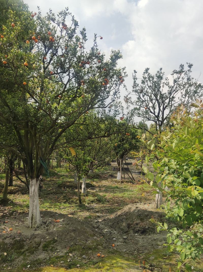 橘子树桔子树批发常绿果树规格齐全行道风景树冠幅优美
