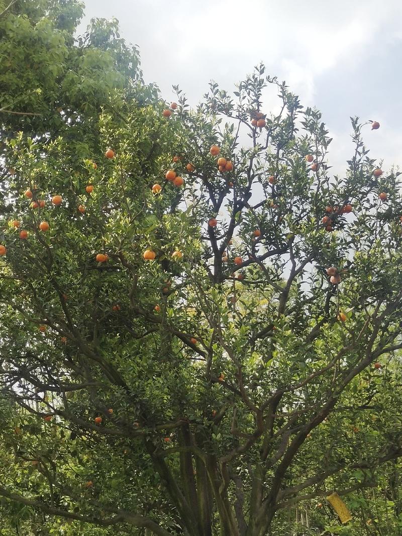 橘子树桔子树批发常绿果树规格齐全行道风景树冠幅优美