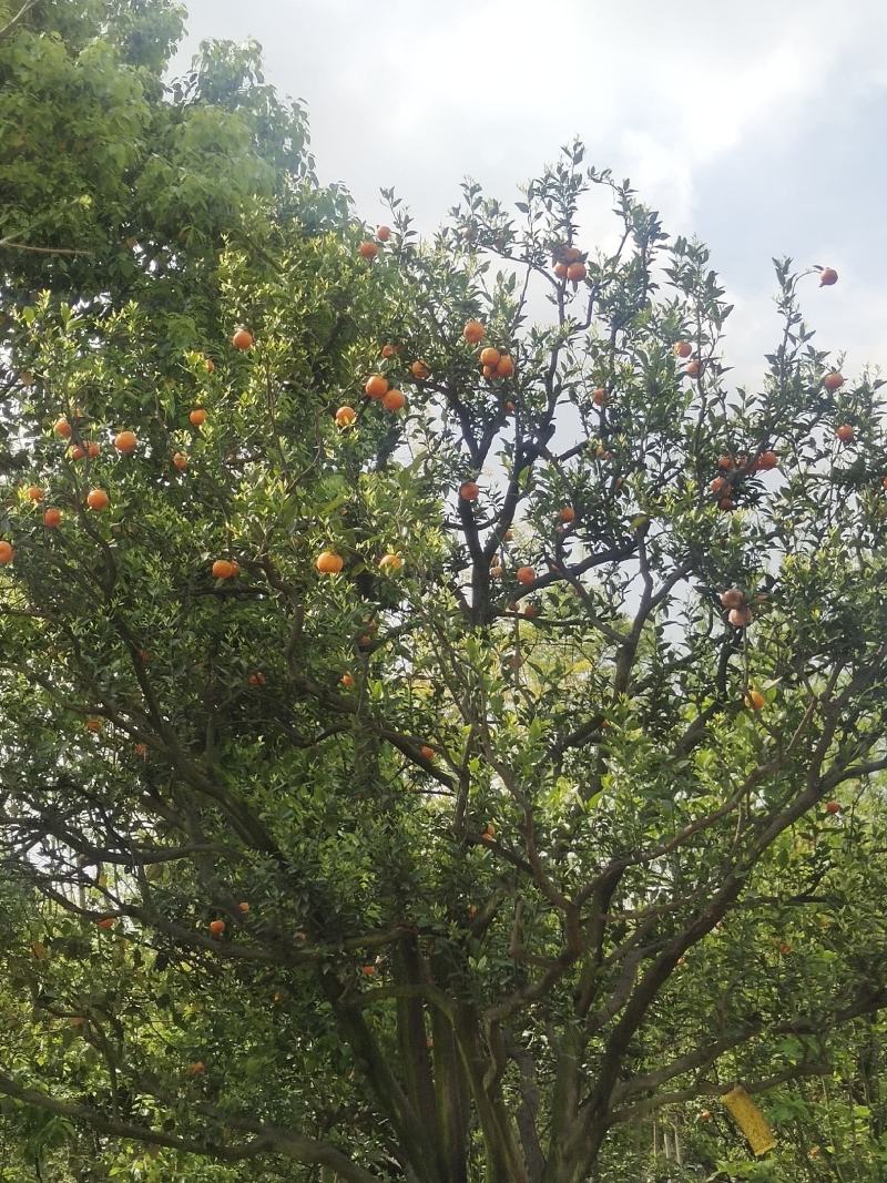 橘子树桔子树批发常绿果树规格齐全行道风景树冠幅优美