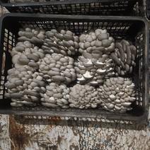 小叶精品头茬小蘑菇