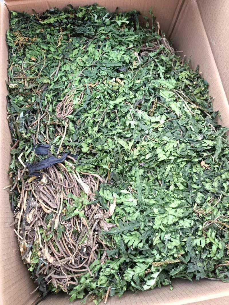 一朵云小春花蛇不见阴地蕨云南中药材