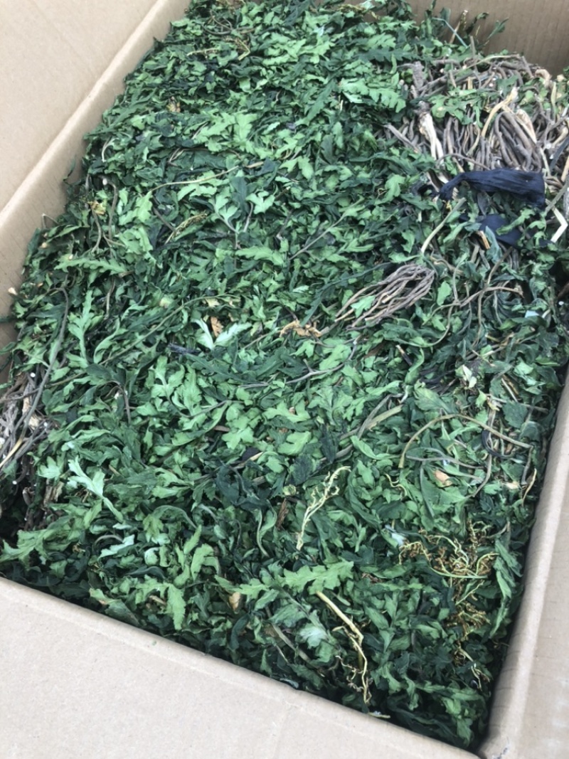 一朵云小春花蛇不见阴地蕨云南中药材