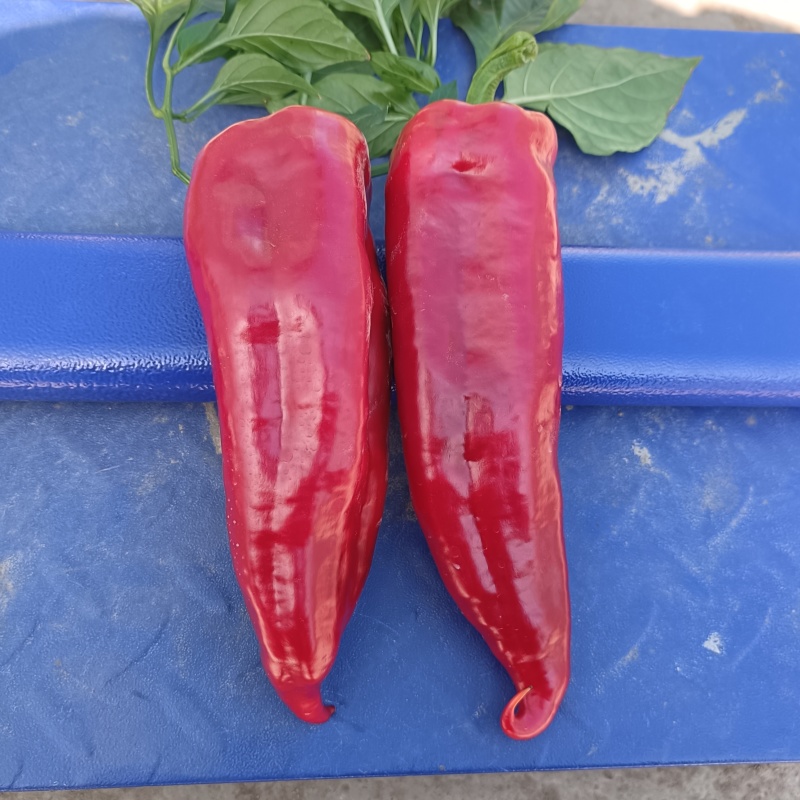 红甜椒大量上市欢迎新老客户选购
