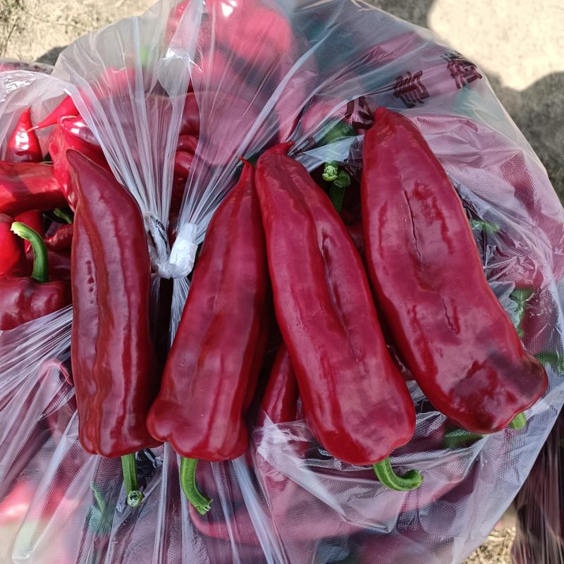 红甜椒大量上市欢迎新老客户选购