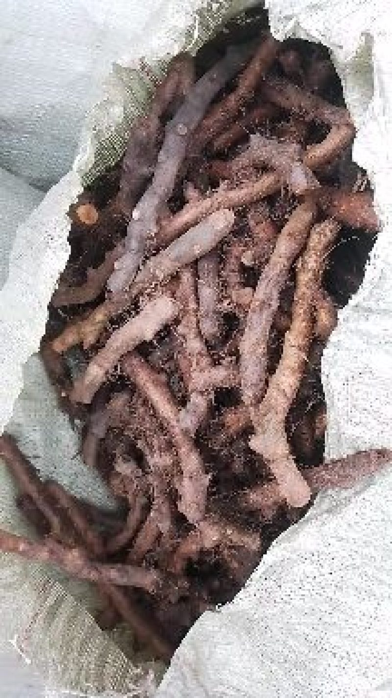 【精品】云南深山骨碎补，保质保量，不零售，量少匆扰