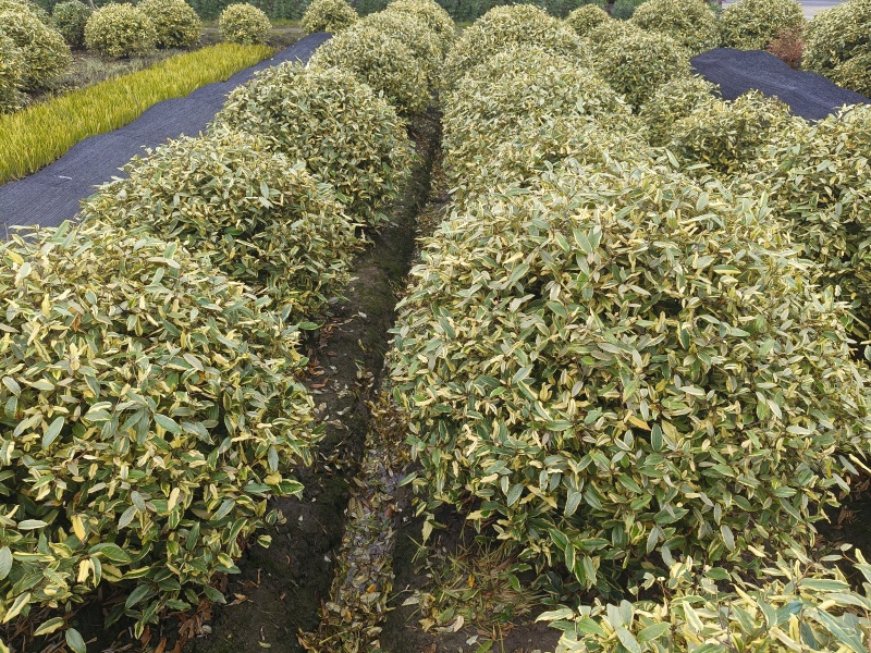 金边胡颓子球规格1m、1.2m、1.5m。价格美丽