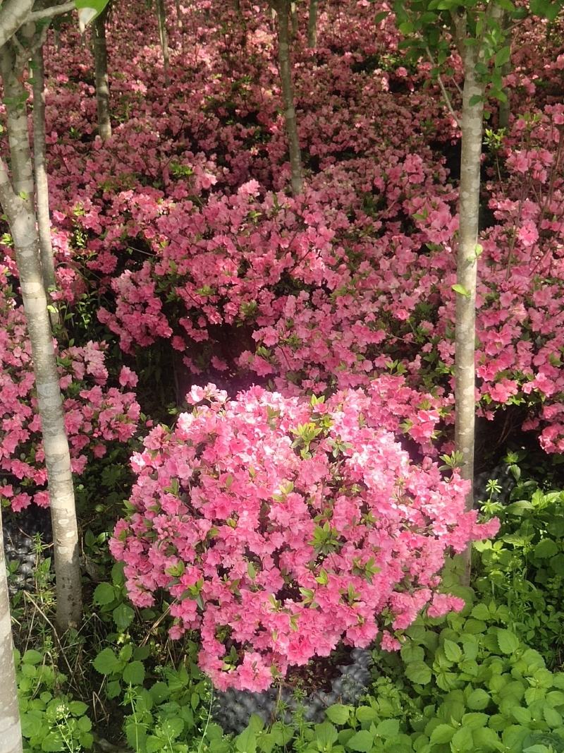 杜鹃球耐寒耐热花镜花园造景植物四季常绿