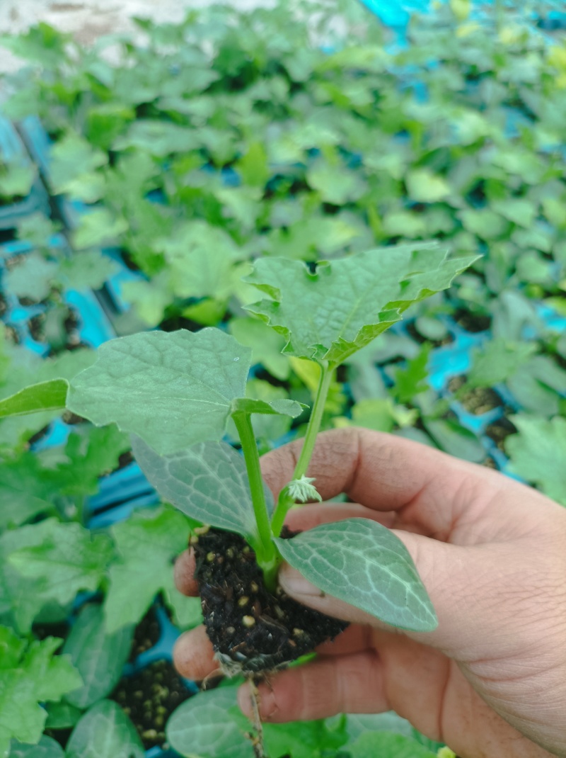 南湖瓜菜苗