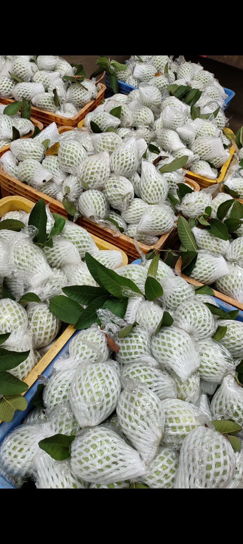 红心芭乐/番石榴大量有货品质优现摘现发可视频看货欢迎咨