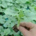 苦瓜苗