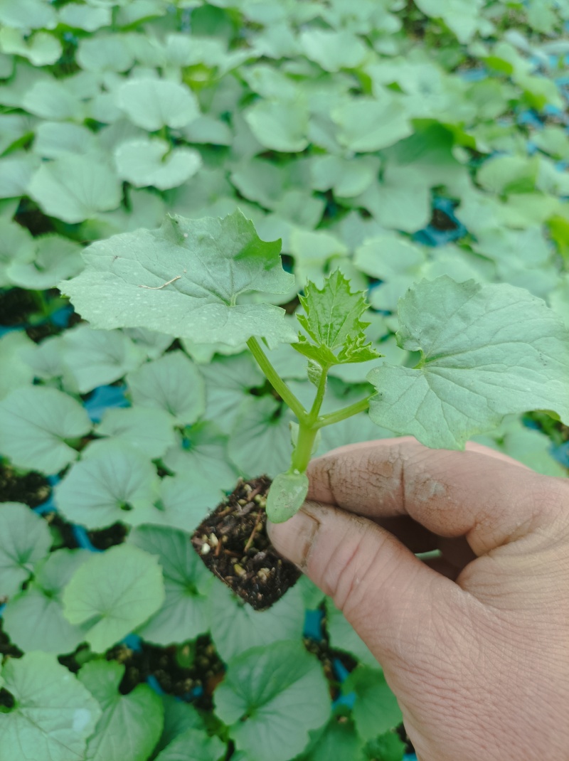 苦瓜苗
