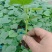 黄瓜苗