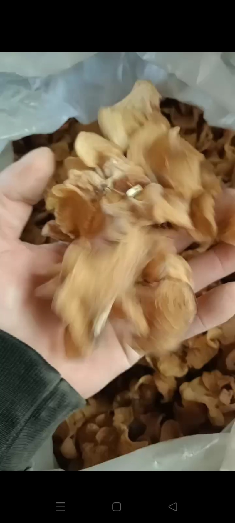 沙耳，羊肚耳。菇农自产自销。