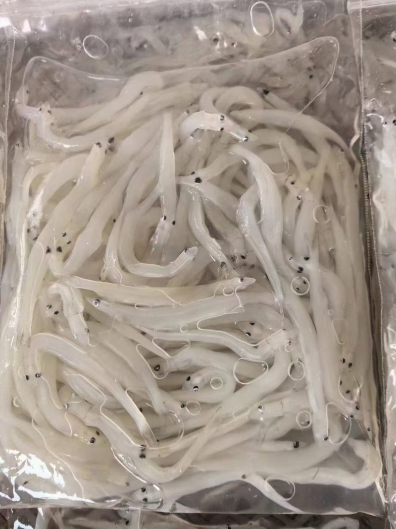 银鱼鲜活鲜冻新鲜小银鱼银鱼板冻大银鱼面条鱼
