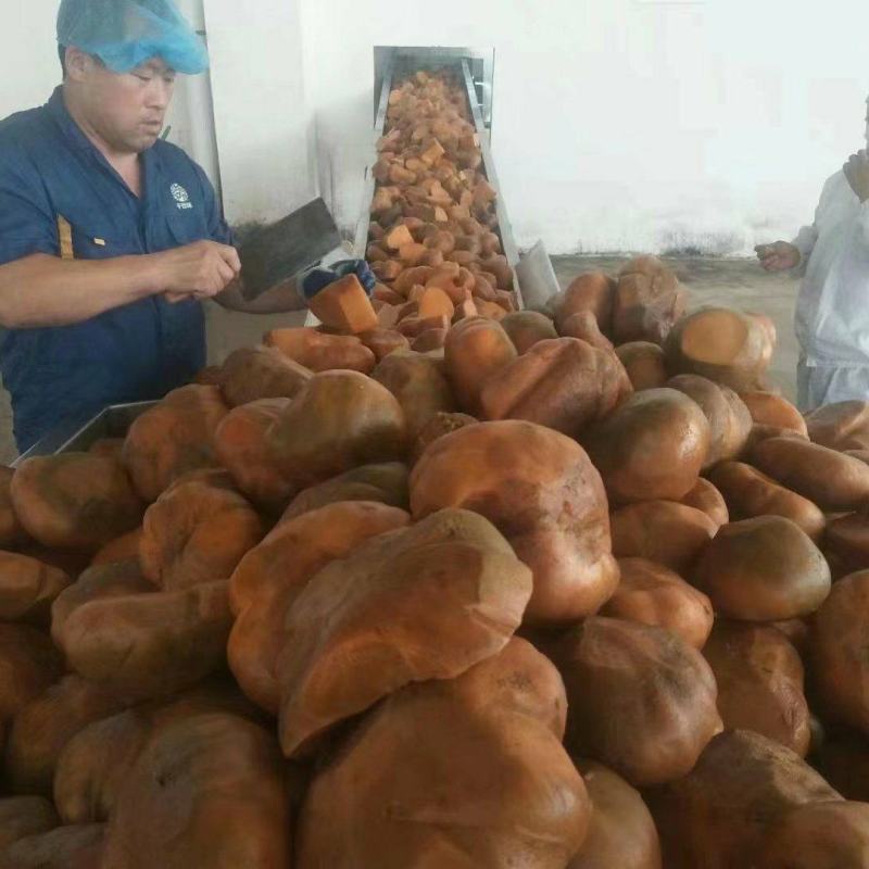 【腌芥菜】常年批发腌渍卜留克半成品