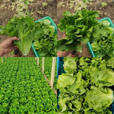 精品意大利生菜产地直发质量保证装包装箱装框
