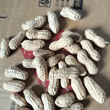 手捡果大花生，炒货原料，可食用，可种植
