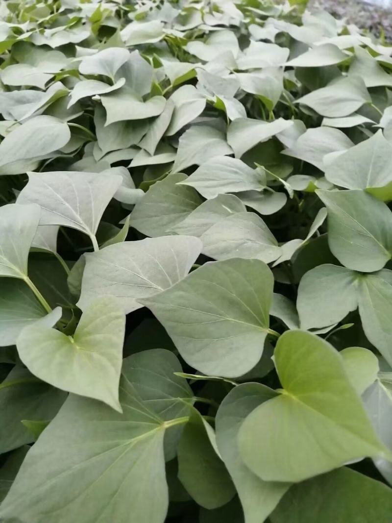 脱毒：龙薯九红薯苗！基地直发！一手货源，保证品质！