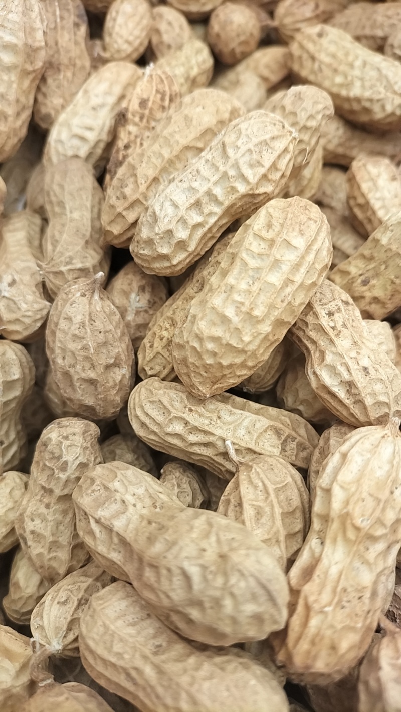 手捡果大花生，炒货原料，可食用，可种植