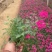 美女樱#求购美女樱#美女樱基地#绿化苗木#青州草花