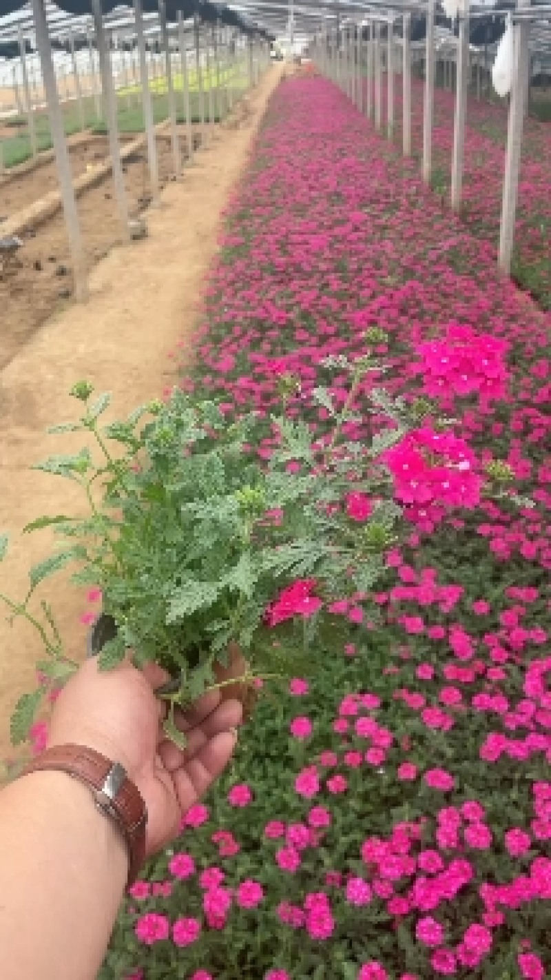 美女樱#求购美女樱#美女樱基地#绿化苗木#青州草花