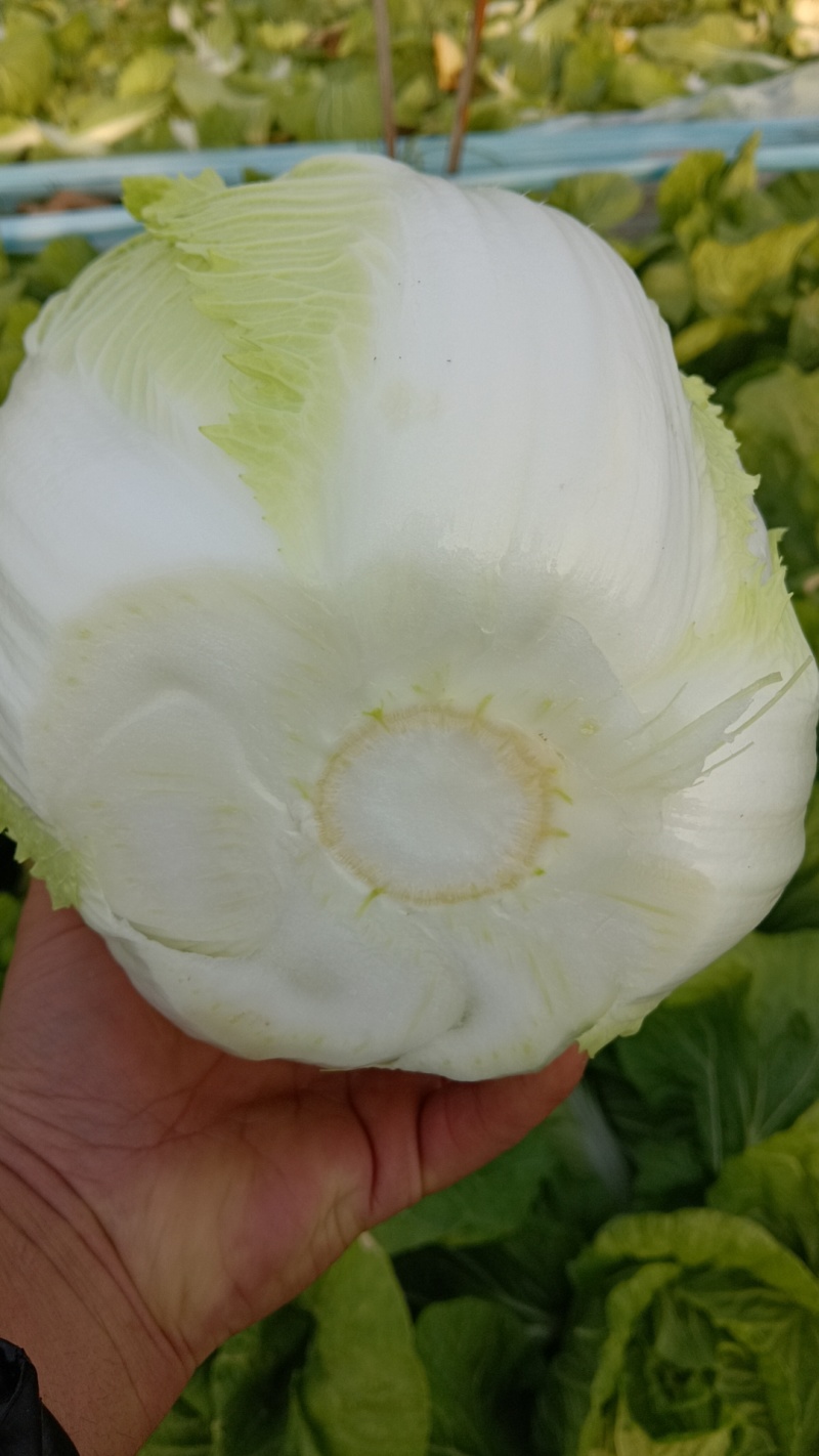 河北邯郸，黄心大白菜，产地直发，对接全国量大从优，欢迎咨