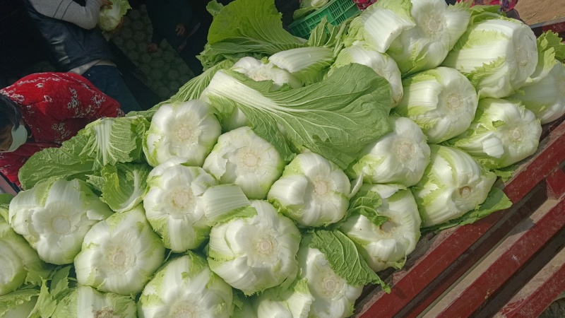 河北邯郸，黄心大白菜，产地直发，对接全国量大从优，欢迎咨