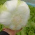 河北邯郸，黄心大白菜，产地直发，对接全国量大从优，欢迎咨