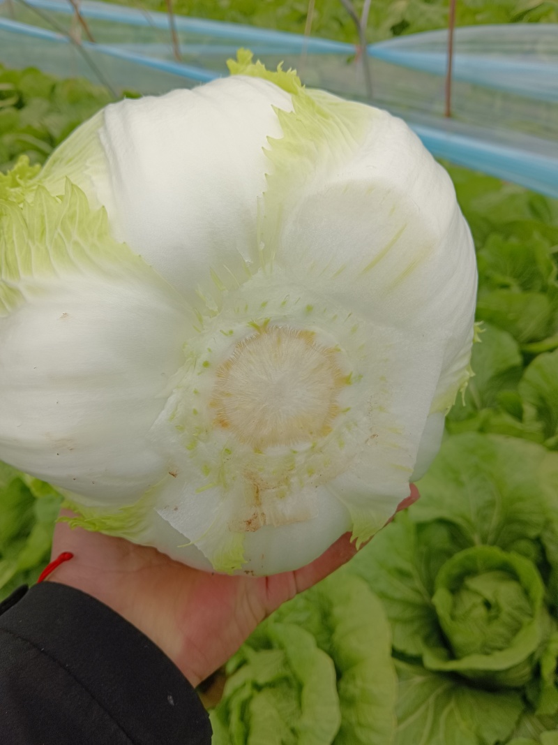 河北邯郸，黄心大白菜，产地直发，对接全国量大从优，欢迎咨