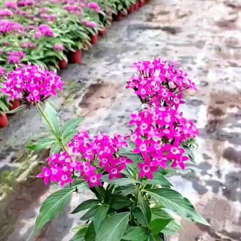 繁星花#求购繁星花#繁星花价格#绿化苗木#青州草花