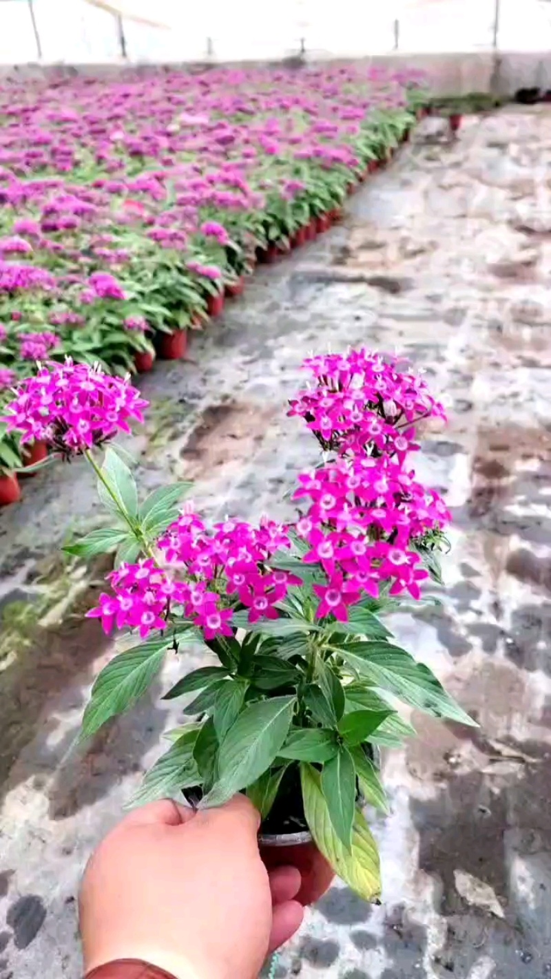 繁星花#求购繁星花#繁星花价格#绿化苗木#青州草花