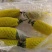 莘县博洋61甜瓜，羊角蜜，产地直供对接商超品质，源头精品