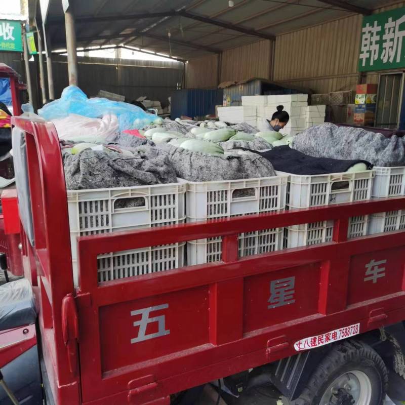 莘县博洋61甜瓜，羊角蜜，产地直供对接商超品质，源头精品