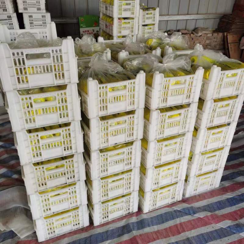 莘县博洋61甜瓜，羊角蜜，产地直供对接商超品质，源头精品