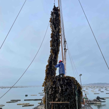 2025福建海带特级厚海带天然日晒无沙干海带特产干货