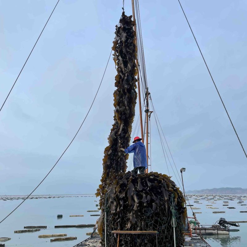 2025福建海带特级厚海带天然日晒无沙干海带特产干货