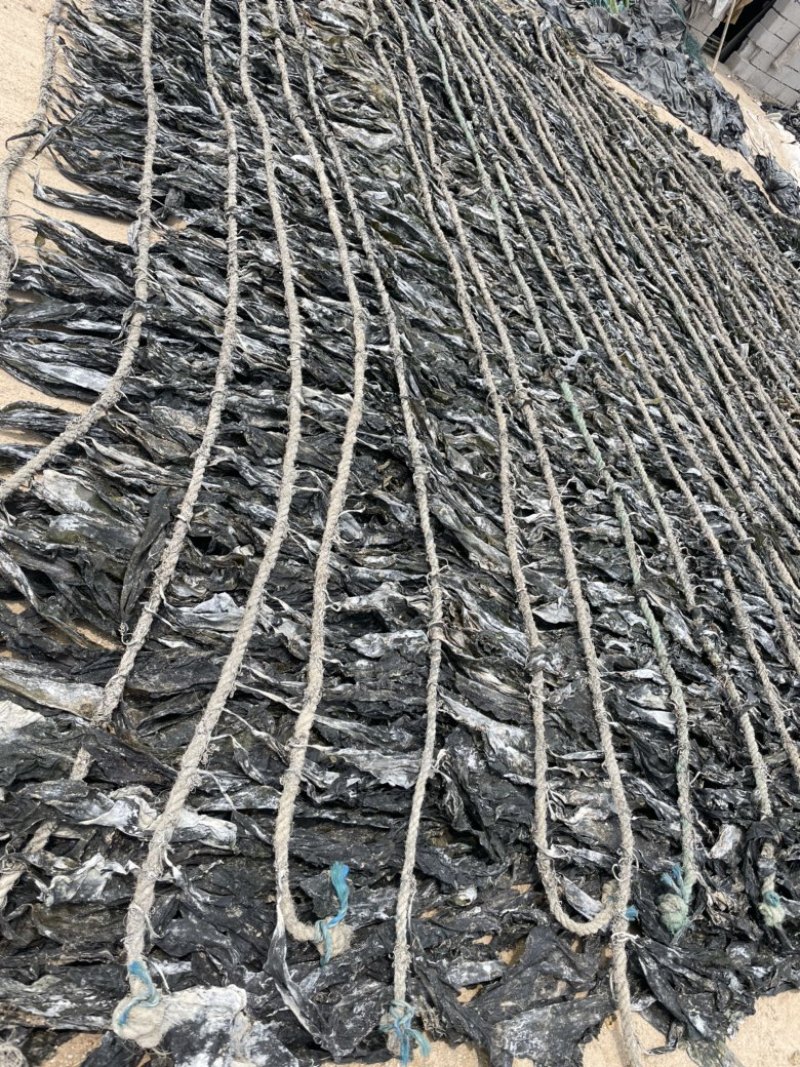 2025福建海带特级厚海带天然日晒无沙干海带特产干货